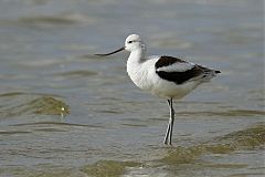 American Avocet